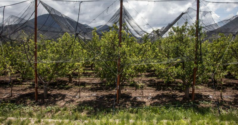 Coahvino Fest 2025: la gran noche del vino en Coahuila