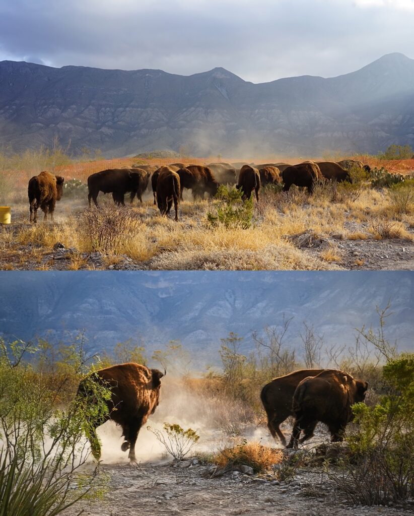 El Santuario en Cuatro Ciénegas ya alberga una nueva manada de bisontes