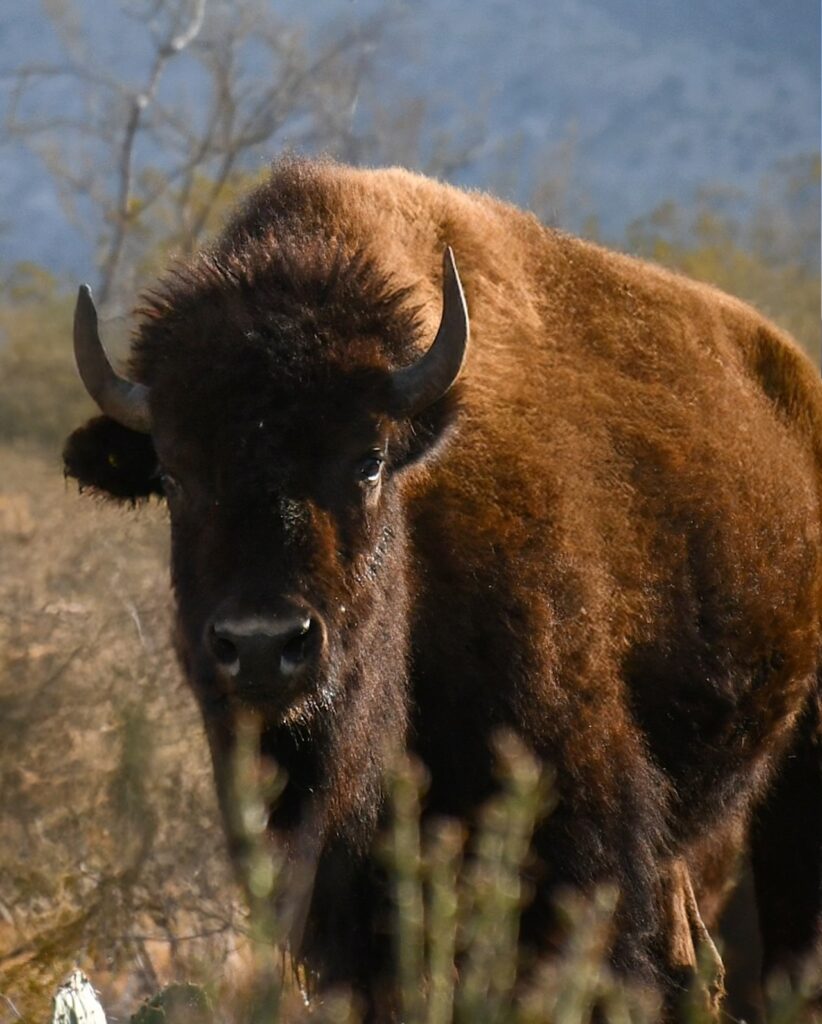 El regreso del bisonte a Coahuila marca un hito ambiental. Foto: X @CONANP_mx