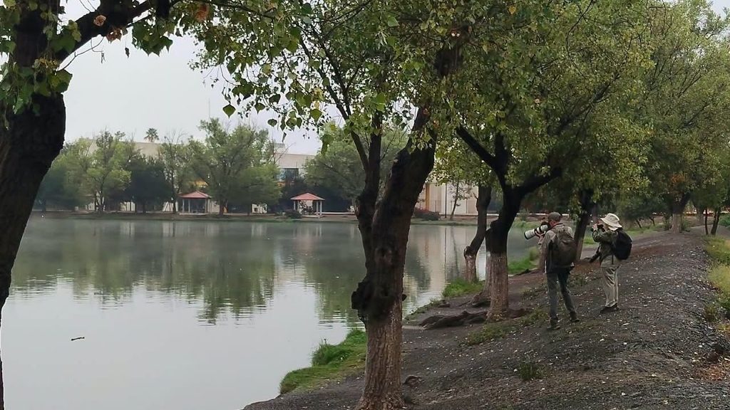 Una gaviota sorprende en Ciudad Deportiva y marca un nuevo registro para Coahuila